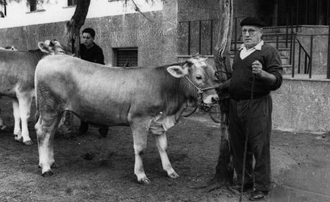 Zarauzko ganadu-lehiaketa